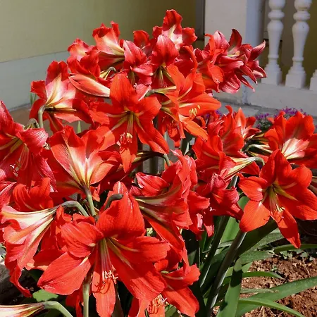 Lucija Apartament Zadar